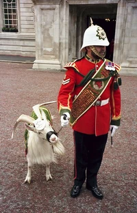 The goat mascot and Goat Major of the .