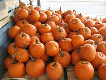 File:Big & Small Pumkins.JPG - Wikimedia Commons