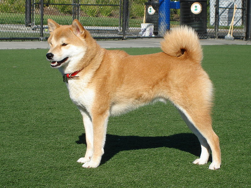 Shiba Inu  The Fandom Post