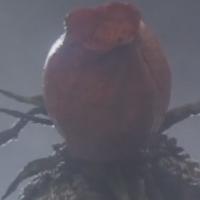 Bio rose