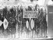 Trespassers Will Be Eaten-1407