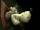 Banjo (Banjo-Kazooie)