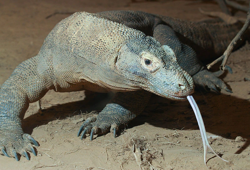 Komodo Dragon Ultimate Pop Culture Wiki Fandom