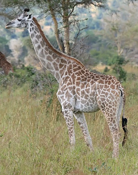 Giraffe | Ultimate Pop Culture Wiki | Fandom