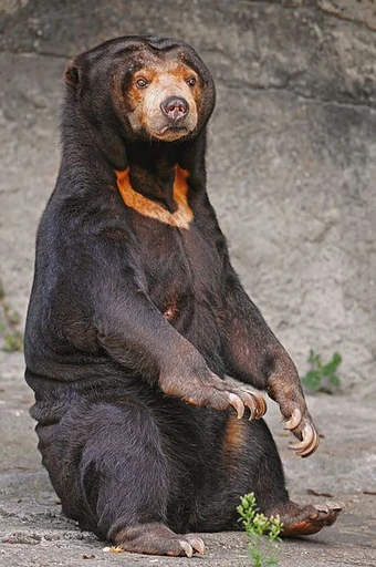 Sun bear | Ultimate Pop Culture Wiki | Fandom