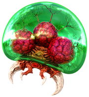 Metroid (species)