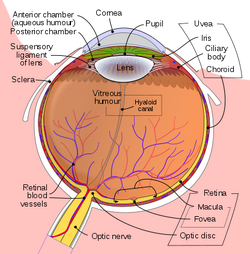 File:Human eye with blood vessels.jpg - Wikipedia