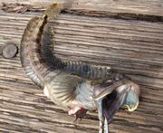 Fringehead