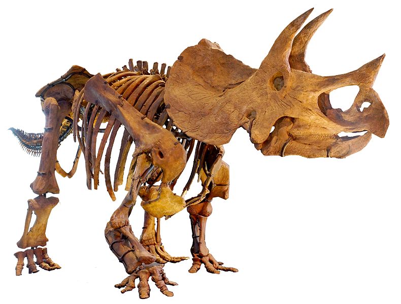 Triceratops, DinoDB