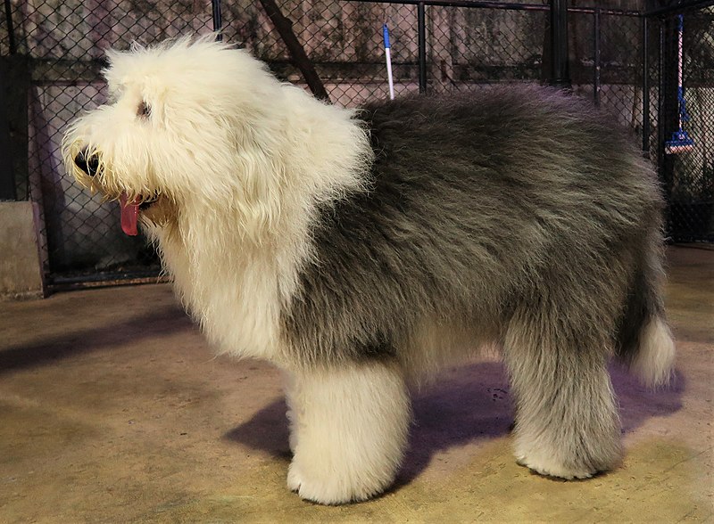 Breeders of Bobtail or Old English Sheepdog in Spain