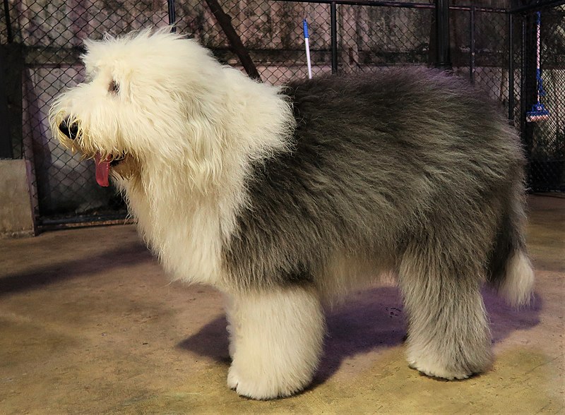 Old english hotsell sheepdog agility