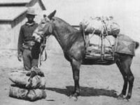 Army buffalo soldiers