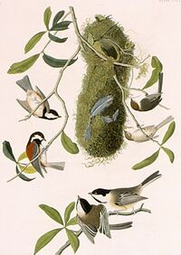 Audubon-Paridae
