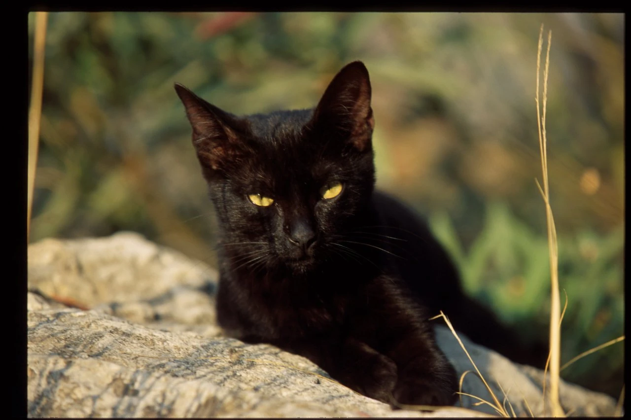 black cat with amber eyes