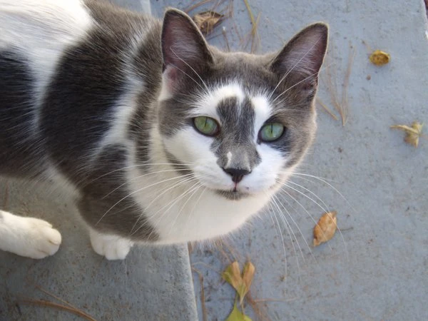 white cat with gray patches