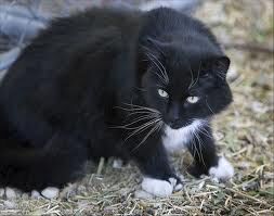 black cat with white chest and paws