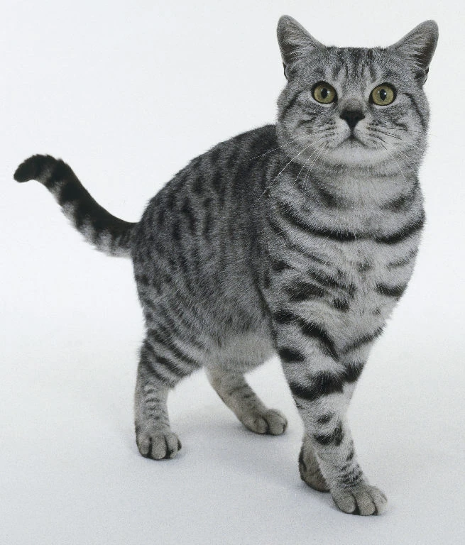 gray cats with black stripes