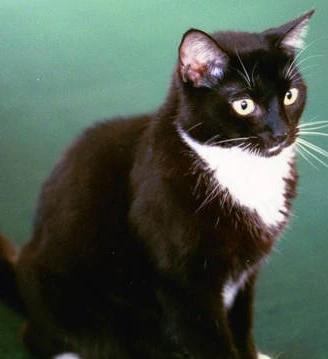 black cat with white chest and paws