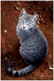 UWCW jayfeather.jpg