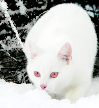 white cat with pink eyes