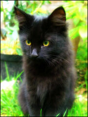 UWCW hollyleaf.jpg