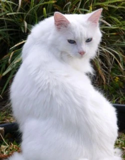 white warrior cats