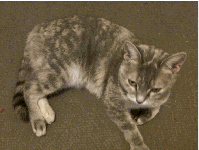 Category Grayish Brown Cats Ultimate Warrior Cats Wiki Fandom