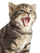 Kitty.png