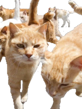米2LP Stray Cats Live In Toronto 83 &amp; Live In NY 89 C35469 Chicken Catcher Reco /00520 Toronto Strut (Vinyl): Stray Cats: Amazon.ca: Music