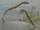 Elasmosaurus