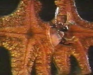 Powered pestar.jpg (20 KB)