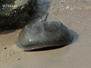 KingCrabDisguise.jpg (108 KB) Disguise