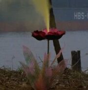 Tigris Flower