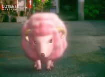 Small Inculas.jpg