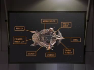 MokianAnatomy.png (1.15 MB) Anatomy of Mokian