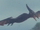 Pteranodon