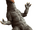 Arstron