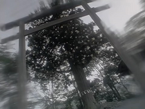 Jagira Tree.png