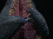 Pestar 1993 HD 04.png (2.03 MB)