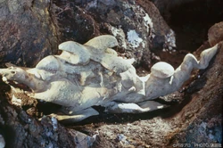 '"`UNIQ--ref-00000002-QINU`"'