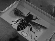 Honey-Jellion-Queen-Bee-May-2020-01
