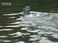 Adept Swimmer