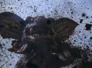 GalbasBurrowing.png (1.03 MB) Burrowing