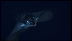 Reija Stingray.jpg