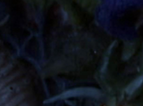 Whose head is this.png