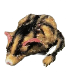 Molerat Render