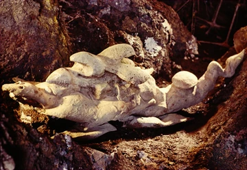 【POP41／PSA10】SENGENJIN 千年原人 wcs ウルトラ アジア 良品】千年原人 初期ウルトラ 大会資料付 - トレカトラベル