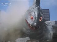 MoguraKingBurrowing.jpg (61 KB) Burrowing