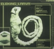 ElekingLarva2