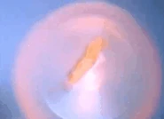 Media 240516 103343.gif (4.16 MB) Nova Shock